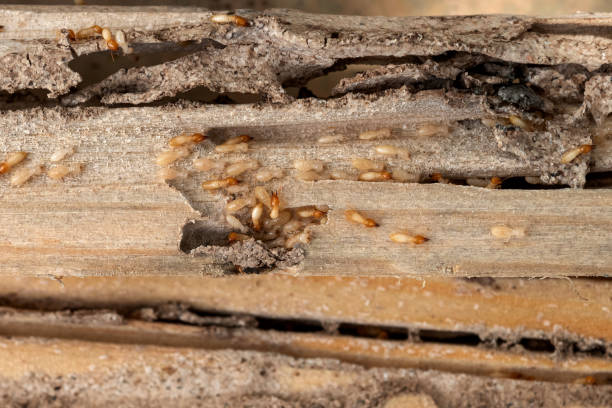 Professional Pest Control in Red Oak, IA